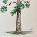 Minnesota State Tree, Norway Pine/red Pine, Custom Gift, Fine Art Print ...