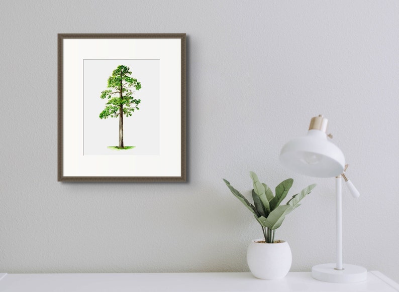 Minnesota State Tree, Norway Pine/red Pine, Custom Gift, Fine Art Print ...