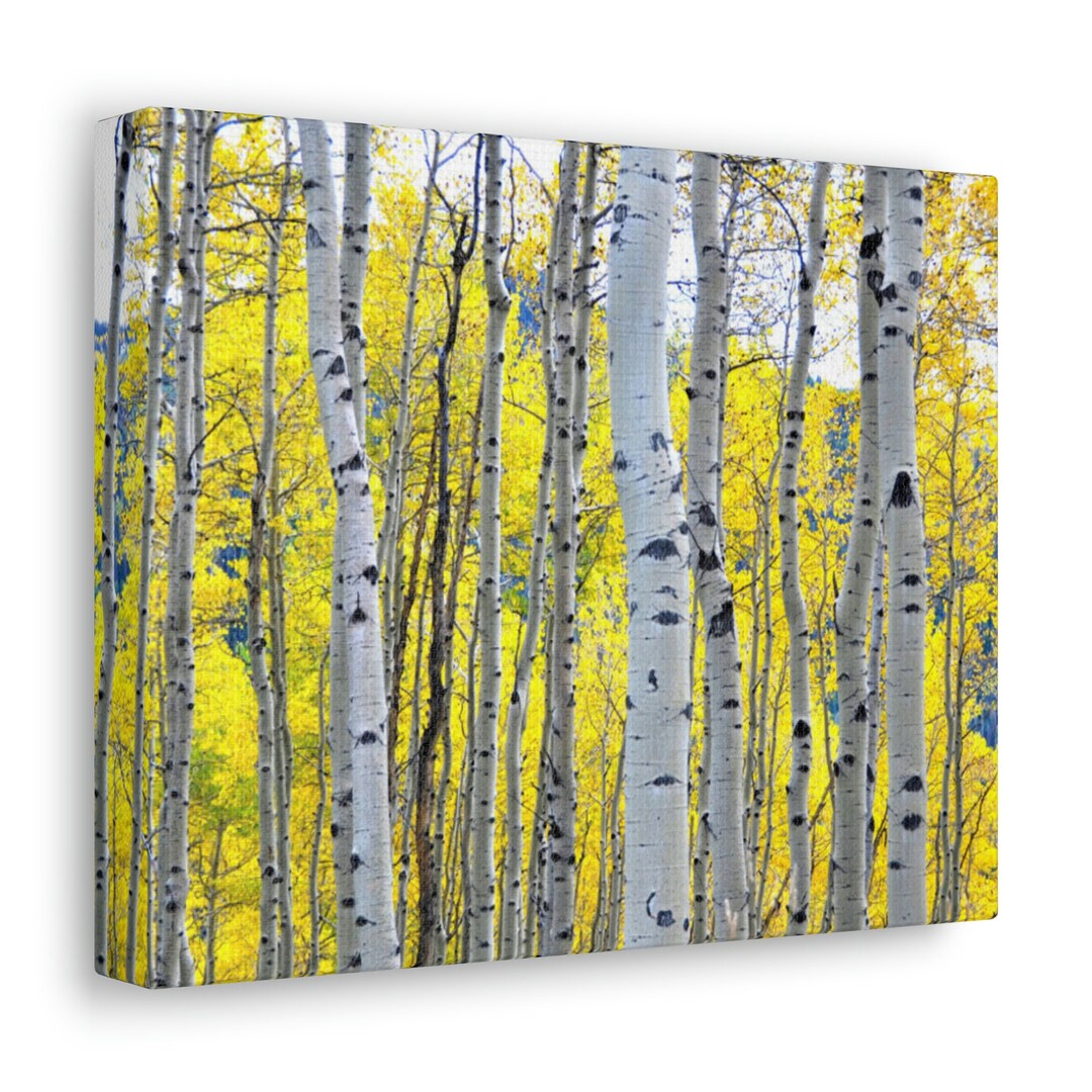 Aspen Trees Canvas 10x8 Free Shipping Etsy