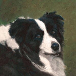May include: A black and white border collie dog with brown eyes looking to the right. The dog's fur is soft and fluffy. The background is a green color.