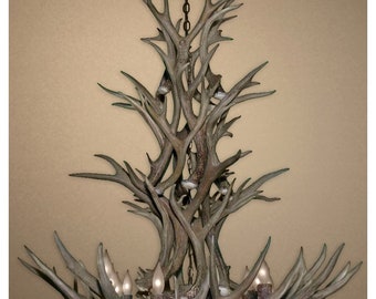 MDTS Real Antler Mule Deer Tall Spruce Chandelier