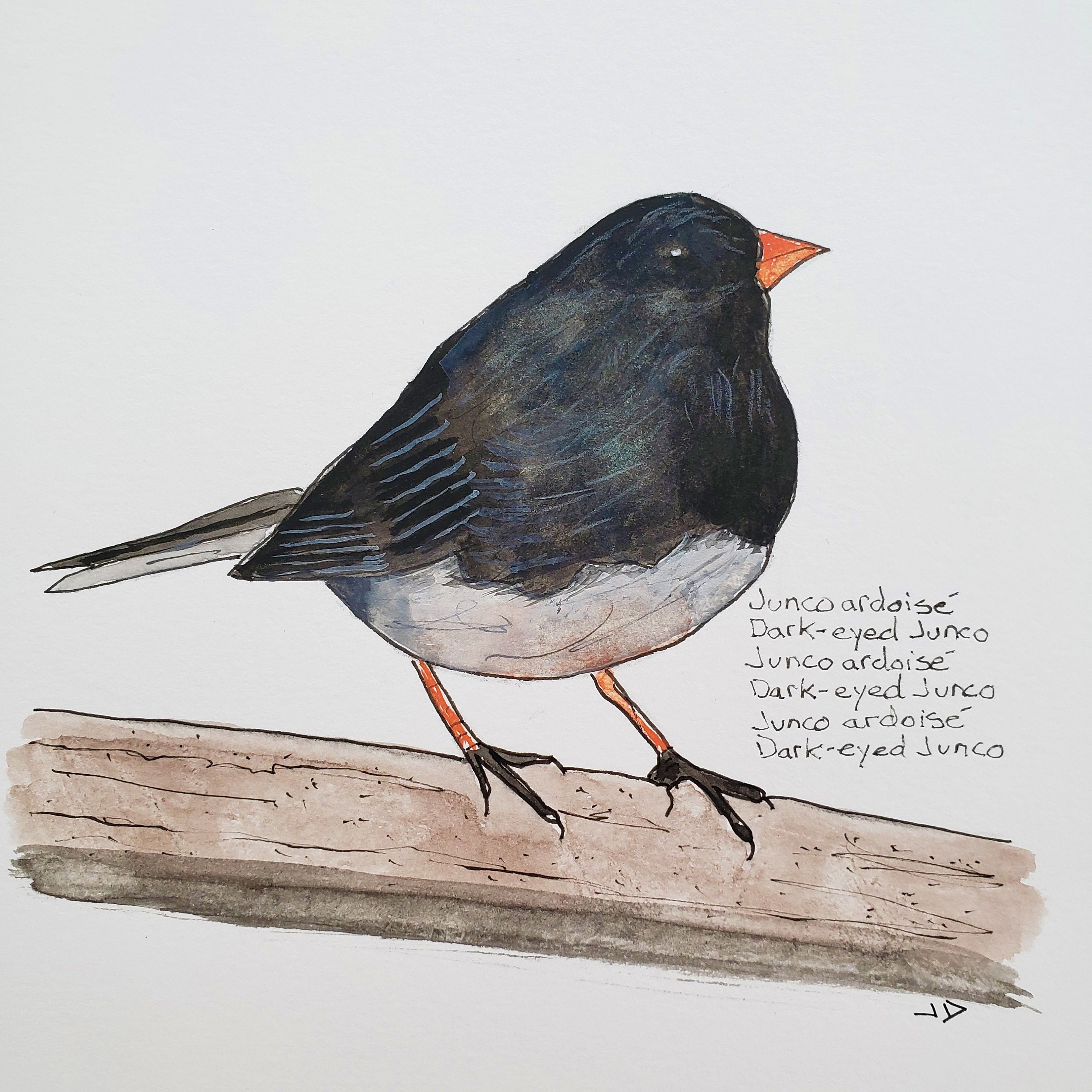 Art Print Junco Watercolor Bird Prints Art Collectibles Hamaguri Co Jp