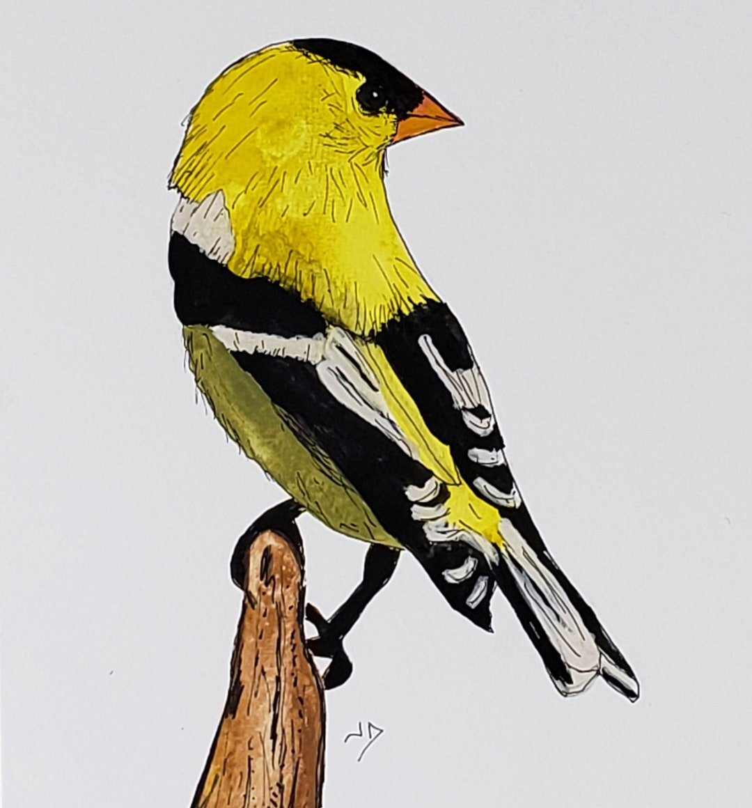 Goldfinch Art, Yellow Bird Art, American Goldfinch, Watercolor Bird