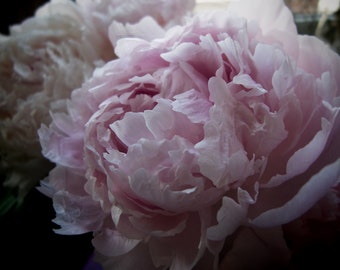 peonies digital print, peony, flowers, jpeg
