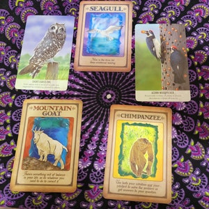 Animal Spirit Guide identification