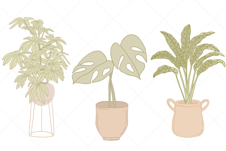 May include: Three potted plants with different types of leaves. The plants are in terracotta pots with a light brown color. The plant on the left has large, round leaves. The plant in the middle has large, heart-shaped leaves. The plant on the right has long, narrow leaves with a speckled pattern.