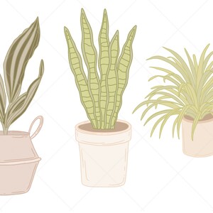 May include: Three potted plants with different types of leaves. The plant on the left has long, striped leaves in a light brown pot. The middle plant has long, green leaves in a white pot. The plant on the right has long, thin, green leaves in a light brown pot.