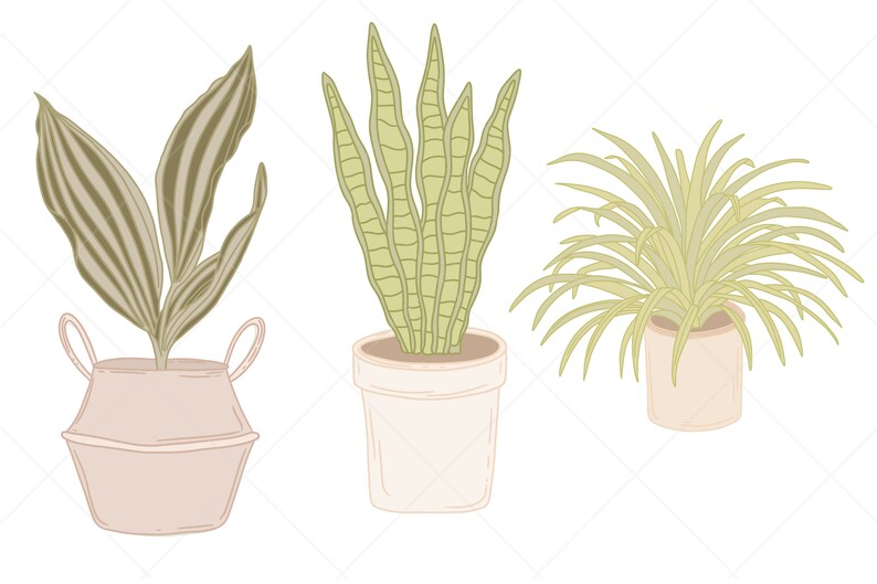 May include: Three potted plants with different types of leaves. The plant on the left has long, striped leaves in a light brown pot. The middle plant has long, green leaves in a white pot. The plant on the right has long, thin, green leaves in a light brown pot.
