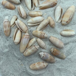 31 Lettered Olive Seashells, Beach Decor, Home Decor, Seashell Crafting ...