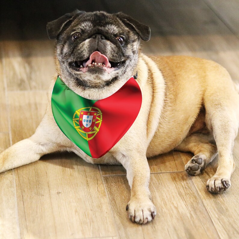 May include: A light brown pug dog wearing a bandana with the Portuguese flag design. The bandana is green and red with the Portuguese coat of arms in the center. The dog is lying down with its tongue out.