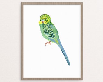 Teal Parakeet Budgie Bird Illustration Giclee Print