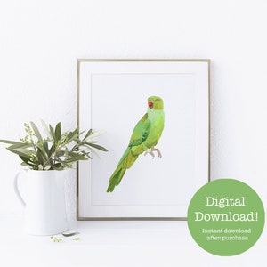 green indian ringneck parrot watercolor printable wall art - digital download - exotic tropical bird wall art