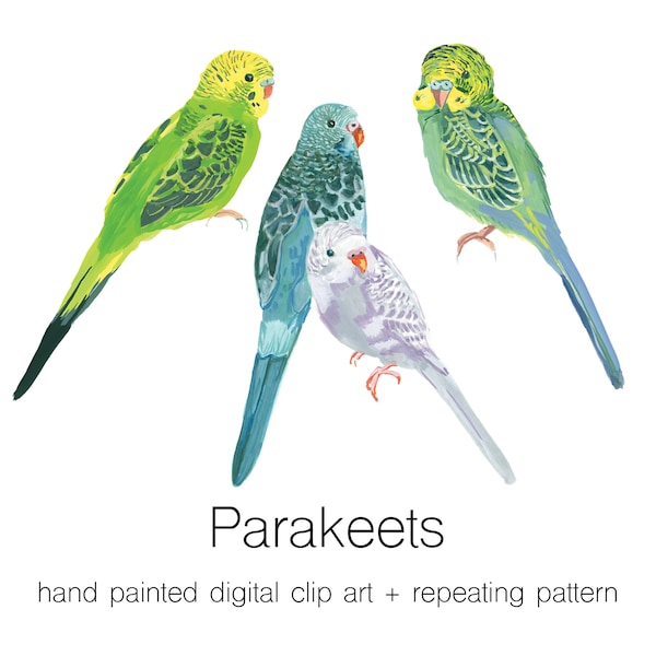 hand painted parakeet budgie clip art + repeating pattern - transparent background - digital download PNG - 4 files