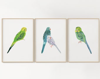Conjunto de tres impresiones giclée de periquitos: ilustración de arte mural