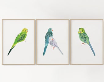 set of three parakeet budgie giclee prints - wall art illustration