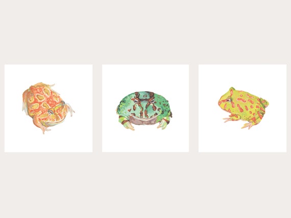 Albino pacman frog outlet