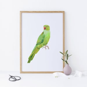Green Indian Ringneck Parrot Bird Illustration Giclee Fine Art Print