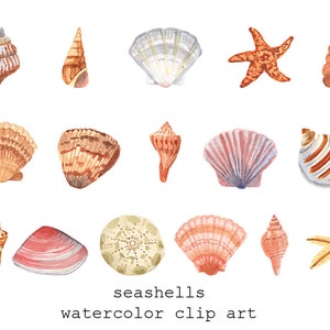 May include: A watercolour illustration featuring a collection of seashells and a starfish in shades of brown, orange, pink, and white. The image includes various shell shapes and sizes, with the text "seashells watercolor clip art".