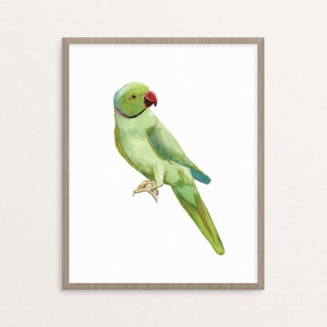 green indian ringneck tropical bird watercolor giclee art print
