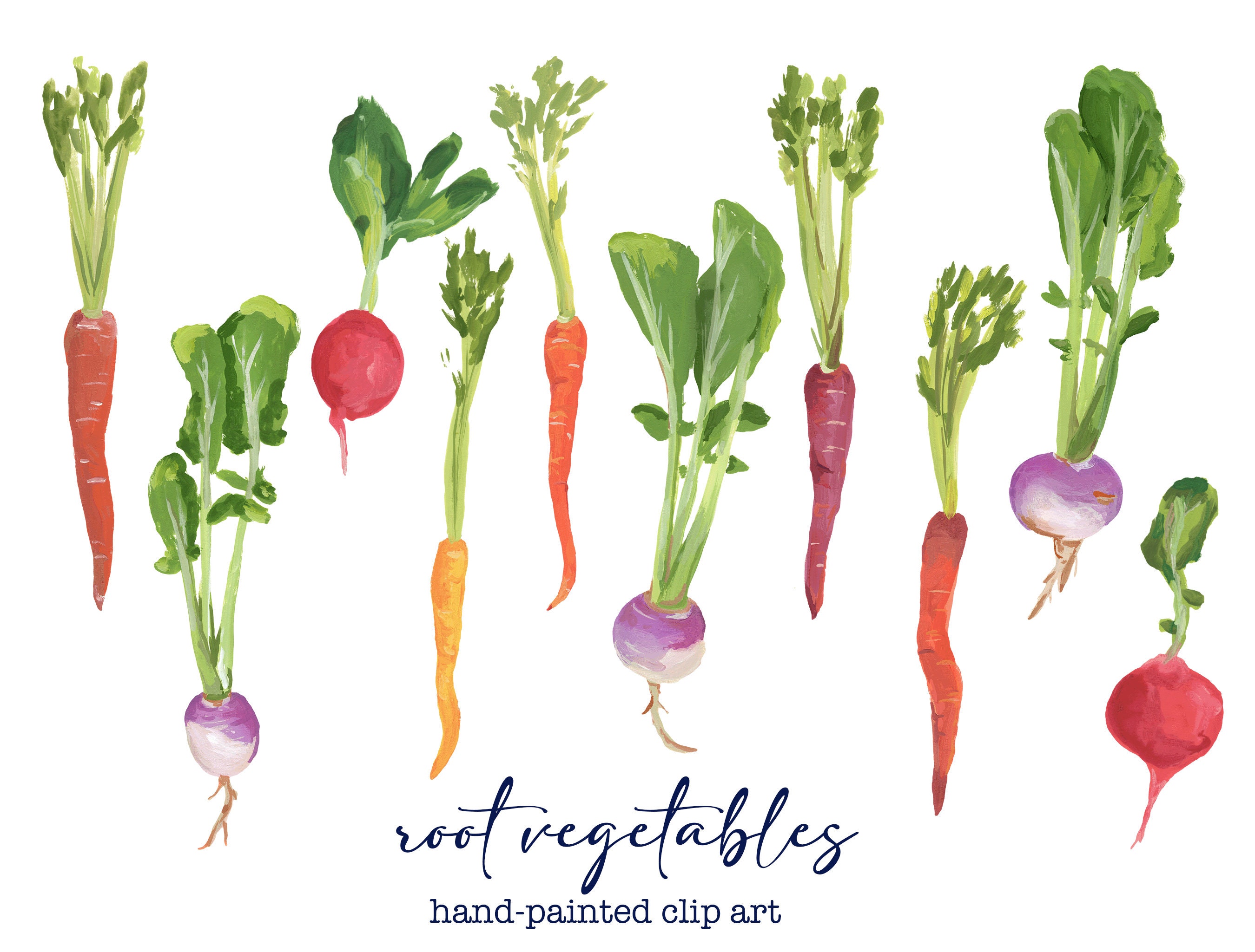 Hand Painted Root Vegetables Clip Art Illustration Digital Download PNG