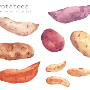 aquarelle pomme de terre clipart - téléchargement numérique PNG - pommes de terre arc-en-ciel assorties - fond transparent - 9 fichiers de pommes de terre uniques