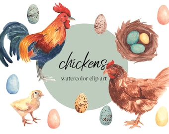 watercolor chickens clip art - transparent background PNGs - 11 unique illustrations - rooster hen chick eggs and nest - digital download