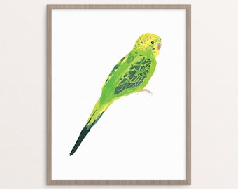 Green Parakeet Budgie Bird Illustration Giclee Print