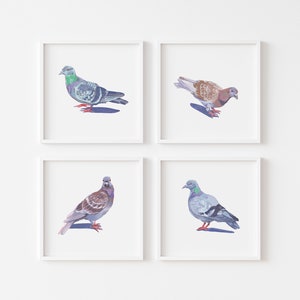 pigeon illustration giclee art print