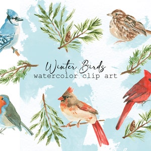 winter birds watercolor clip art - 5 birds and 3 pine branches - 8 unique elements - transparent background PNG - digital download