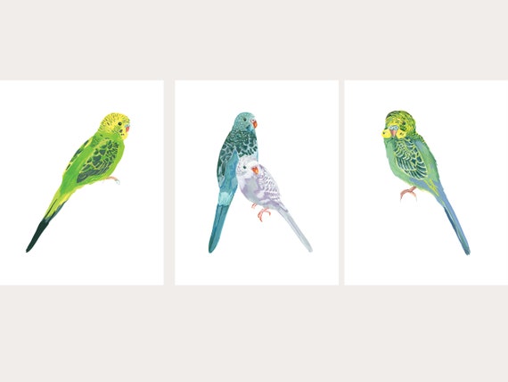 Set of Three Parakeet Budgie Giclee Prints Wall Art Illustration