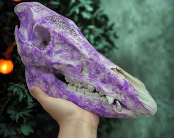 イノシシの頭蓋骨 - 雌イノシシの頭蓋骨の剥製トロフィー、2番目の