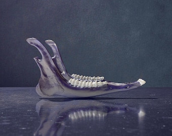 Iridescent Purple Deer Jaw Bone Art: Gothic Witchy Oddity Decor