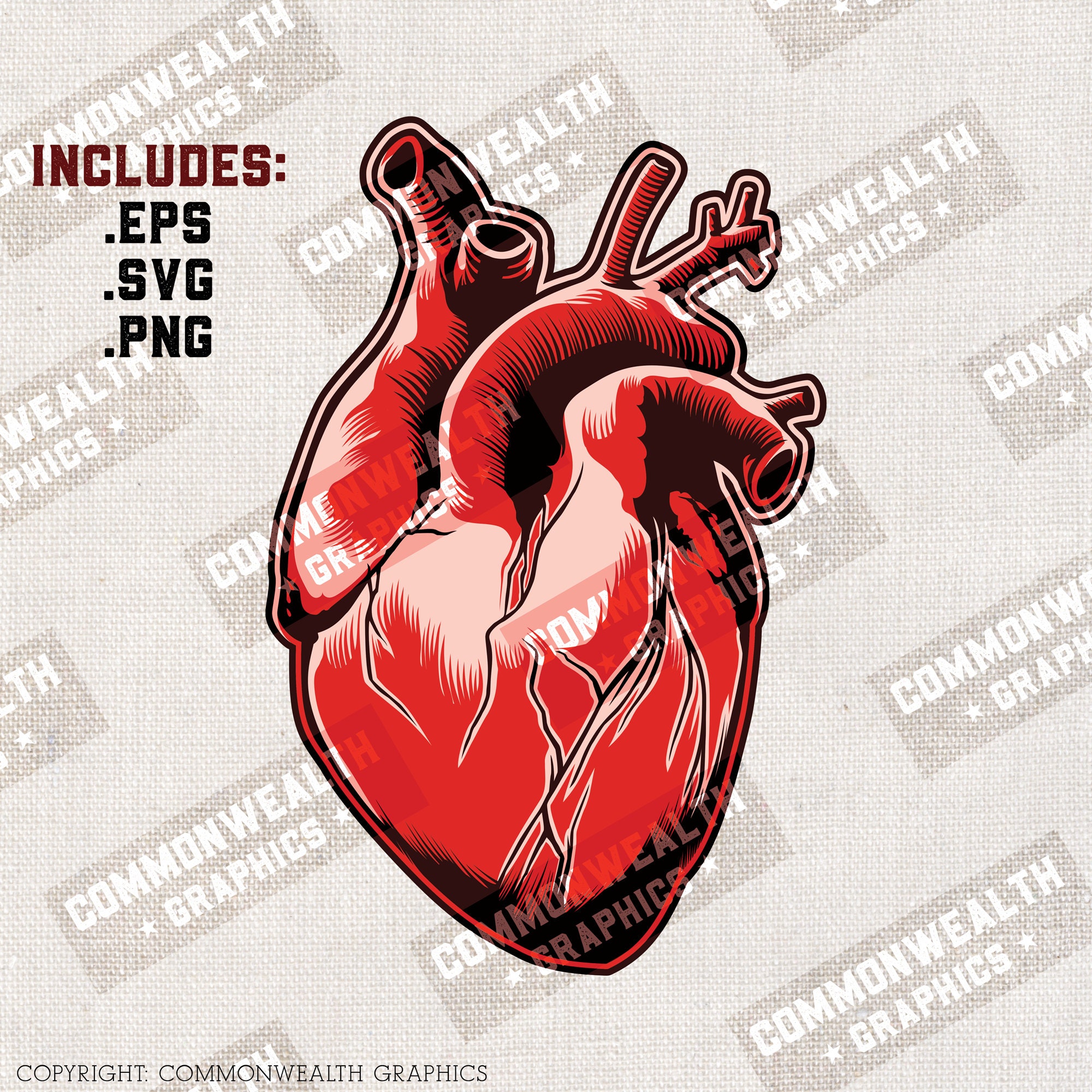 Anatomically Correct Heart Stencil