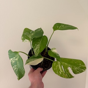 3 Monstera Albos in one pot