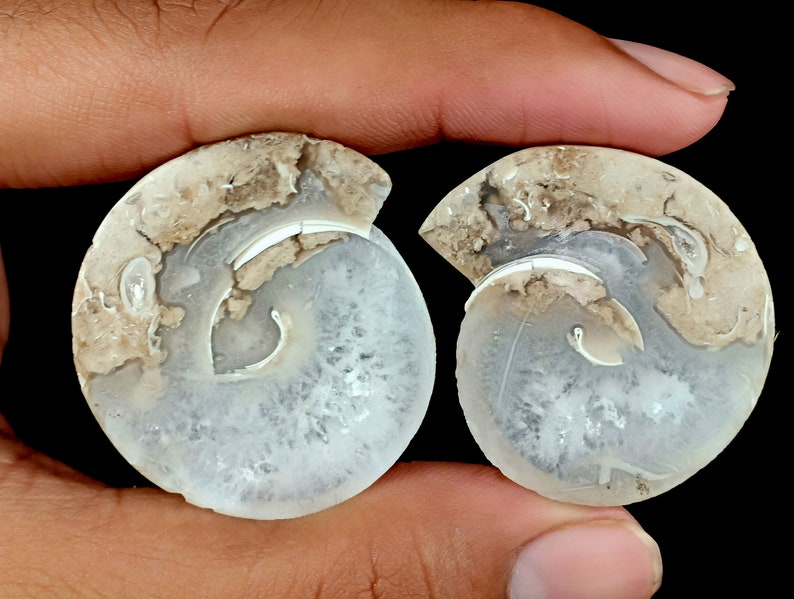 Shell Ammonite Gemstone/Designer Shell Ammonite/Natural Shell Ammonite Cabochon Loose Gemstone/Shell Ammonite Pair/For Earrings/37x6MM/S-802