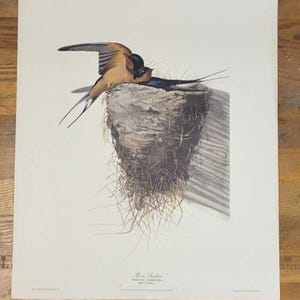 Vintage Audubon Barn Swallow Print  Birds of America 1950&#39;s mid-century John J. Audubon