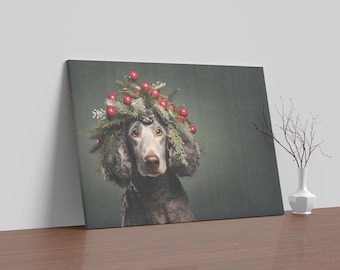 May include: A gray poodle wearing a Christmas wreath with red berries on its head. The dog is looking at the camera with a curious expression. The background is a dark green.