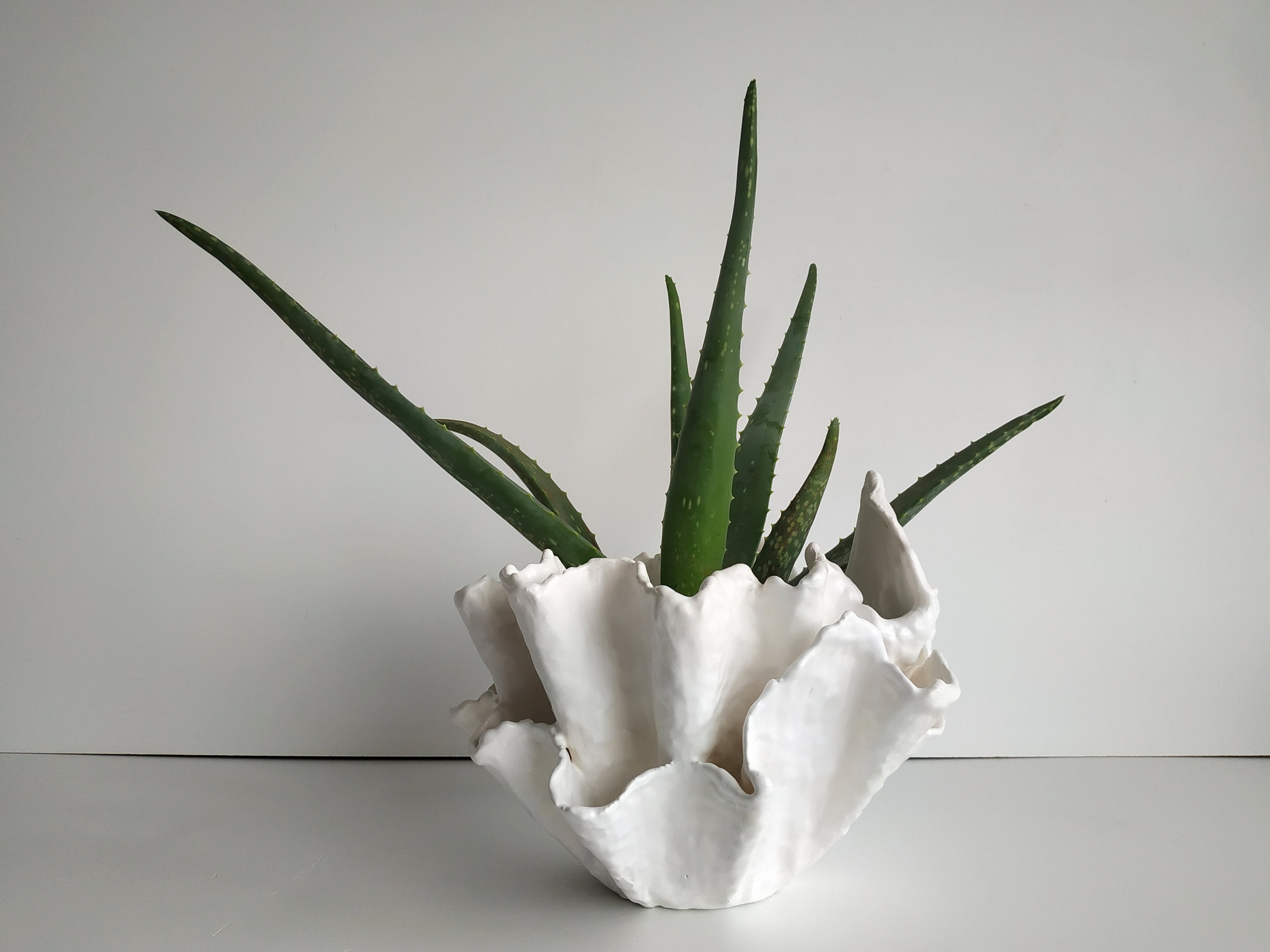 Handmade white planter. Large aloe vera plant. Modern ceramic Etsy