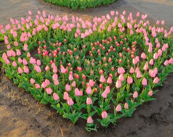 Astrology Love Reading