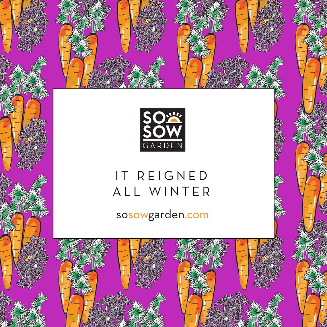 Carrot Grow Kit Autumn King II Carrots Grow Your Own Etsy UK