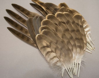 10 Piezas Plumas De Faisán Sombrerería /& Crafts 5-6/" Rosa