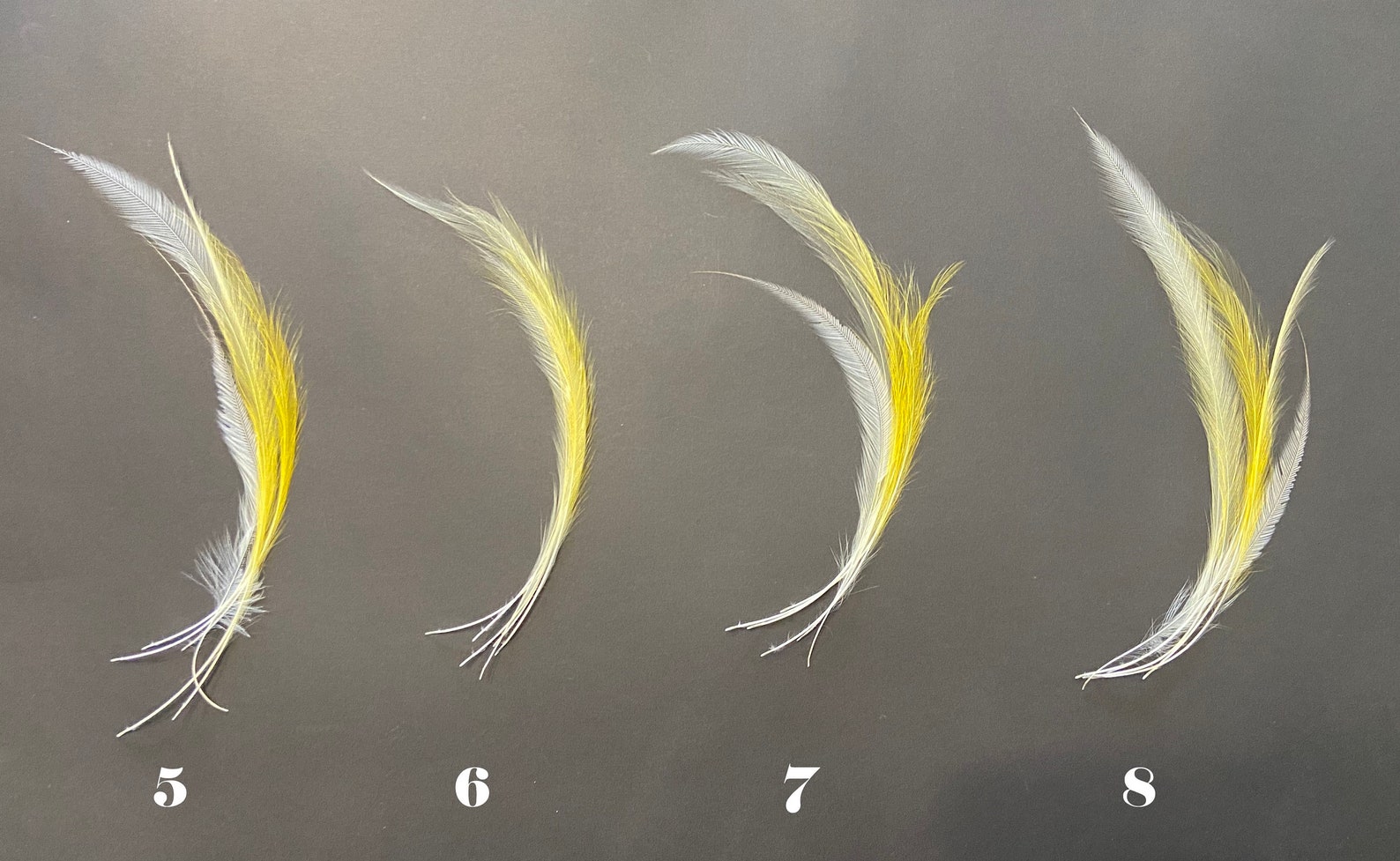 Natural birdofparadise feathers Naturally molted Cruelty Etsy