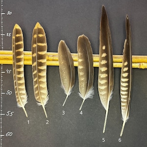 Natural falcon feather – cruelty free | Naturally molted or old taxidermy | For art, collection, rituals