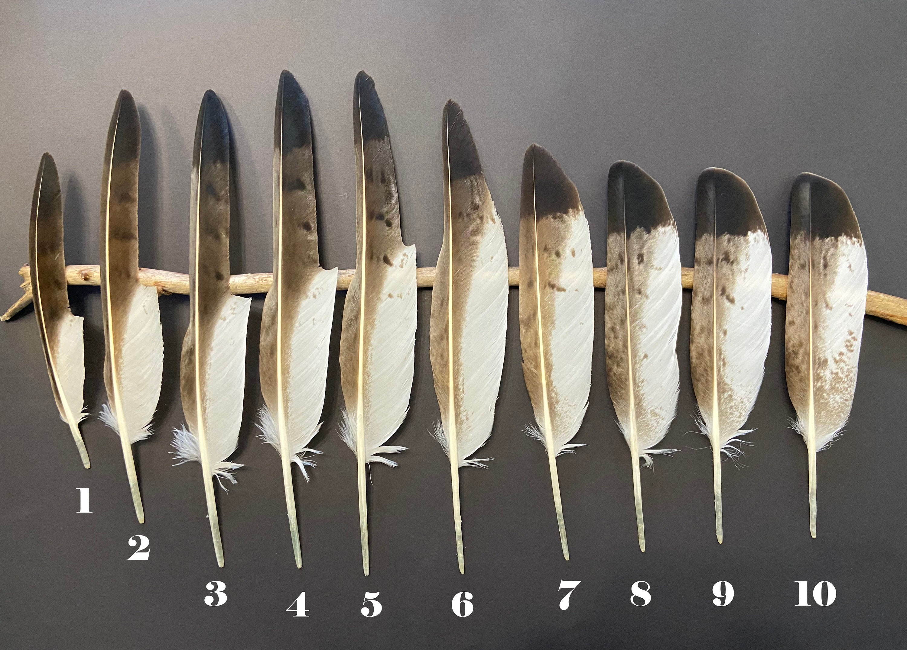 Hawk Feathers for sale Only 3 left at 75