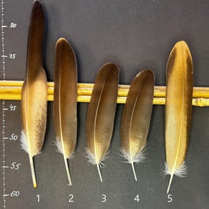 Natural caracara feather – cruelty free | Naturally molted or old taxidermy | For art, collection, rituals