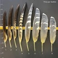 Natural bustard feather – cruelty free | Naturally molted or old taxidermy | For art, collection, rituals product logo