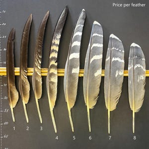 Natural bustard feather – cruelty free | Naturally molted or old taxidermy | For art, collection, rituals