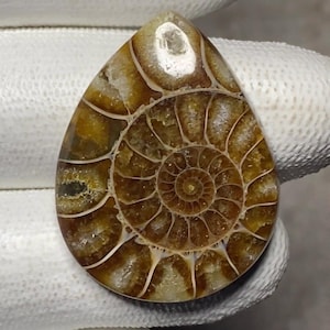 Natural Ammonite cabochon shape pear loose gemstone size 33x26x6 mm weight 43 carats approx