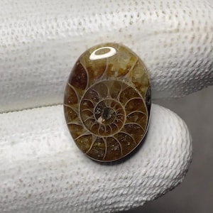 Natural Ammonite cabochon shape oval loose gemstone size 17x12x4 mm weight 7 carats approx