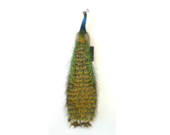Professionelle Vogel Präparation Indianer Pfau by Trophy Collection